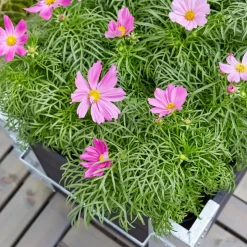 Plantekasser^Cubic Blomsterkasse med hjul 120x50x45 cm sort