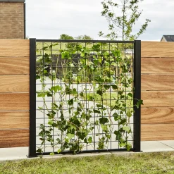 Clearance Elmholm espalier startsæt 95 cm