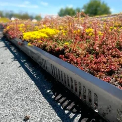 Sedumtag^Growtek kantskinne alu 40 mm x 2 m