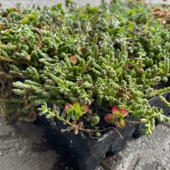 Growtek Sedumtag^Sedumbakke