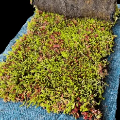 Sedumtag^Growtek Sedumlight