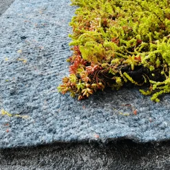 Sedumtag^Growtek Sedumlight