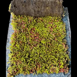 Best Growtek SedumMax