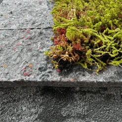 Best Growtek SedumMax