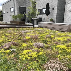 Sedumtag^Growtek Sedummåtter