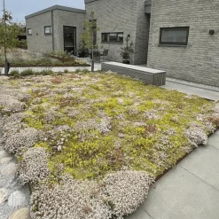 Sedumtag^Growtek Sedummåtter