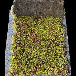 Outlet Growtek SedumPlus