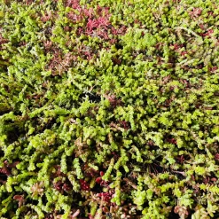 Outlet Growtek SedumPlus