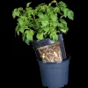 Plantekasser^Kartoffelpotte12 ltr. sort